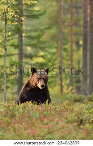 Brown bear resting in the forest