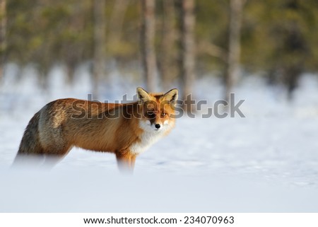 Red fox on snow