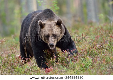 Big male brown bear in the forest