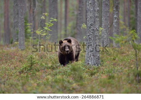 Brown bear with forest landscape