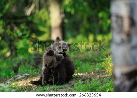 Bear cubs playing in the forest