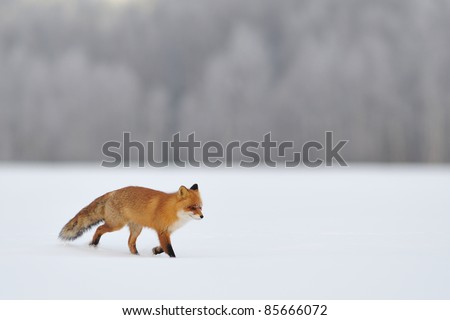 Red fox walking on snow