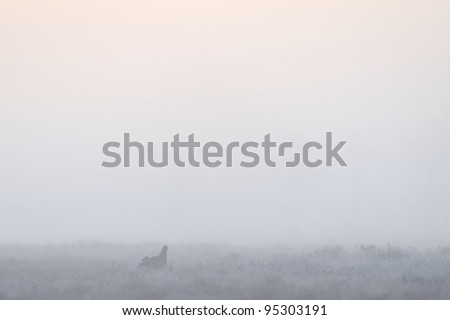 grouse mating