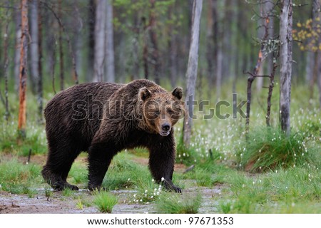 Big Brown Bear Big Brown Bear