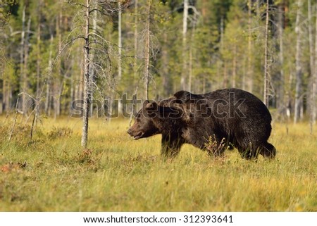 brown bear walking in the bog at daylight