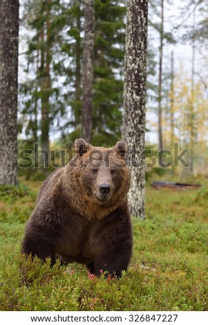 brown bear with wet fur after the rain in forest