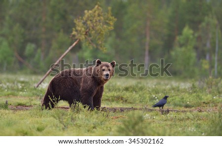 brown bear with raven in the bog with forest background