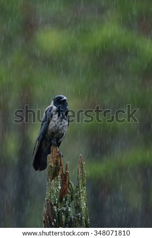 hooded crow in the rain with forest background