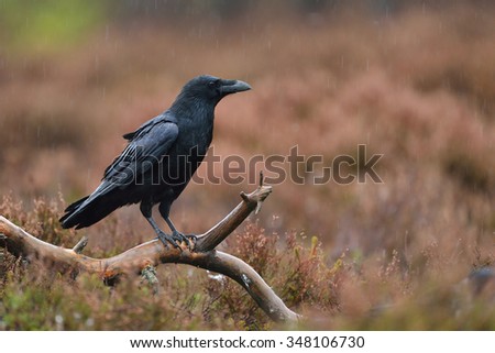 raven in the rain at forest