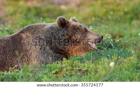 exhausted brown bear resting in forest