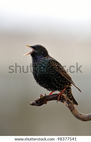 Common Starling singing at spring