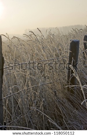 Frozen electrified fence on the fringe of a willow in the winter sun