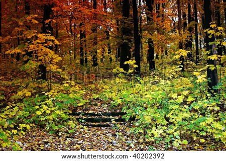 Small stairs with three stages in the fall forest.