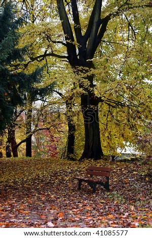 Bench in the park among large trees in the fall with leave