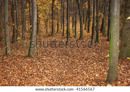 Forest ground with fall leave and deciduous trees