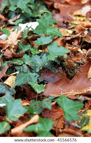 Green ivy over foliage in forest ground