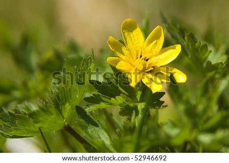 Yellow blossom of a herbal plant