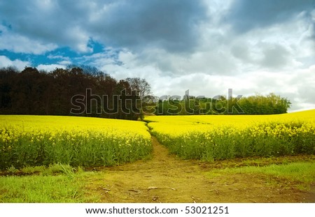 Narrow path through a flourishing rapeseed field in the direction of a forest