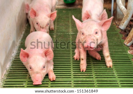 Small and funny pink piglet in a pigpen