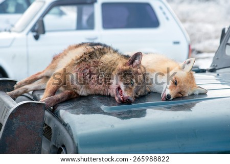 Dead foxes after the hunt in the woods on a car hood