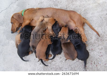 Sausage dog feeding its puppies
