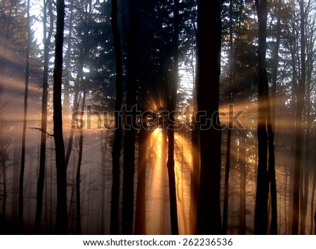Sunlight through the forest