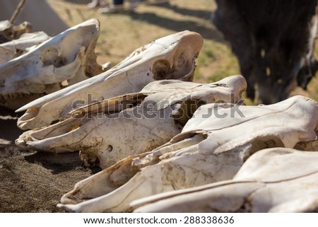 cow skulls lying on the animal furs