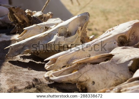 cow skulls lying on the animal furs