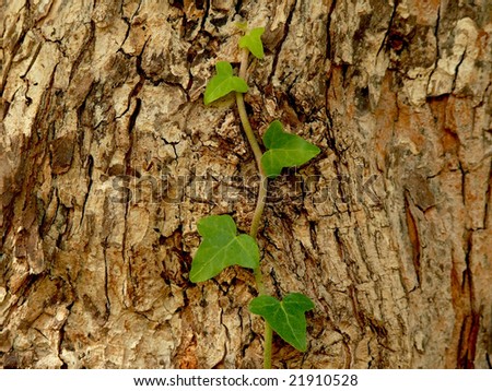A green creeper climbing a bark towards the sky