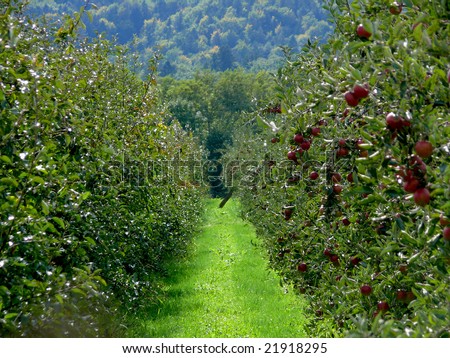 Lines of apple trees full of ripe red apples