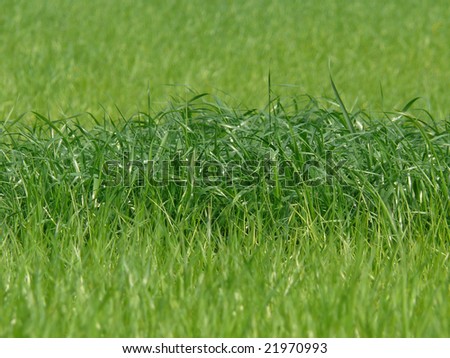 Young wheat with patches of fertile soil