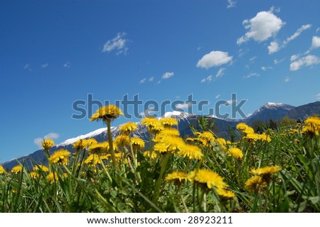 A view from below over the meadows full of dandelions with snow capped mountains and blue sky in the background.