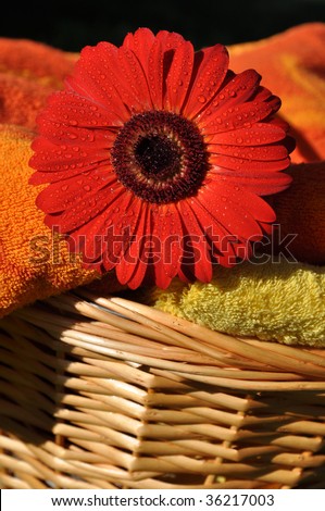 Wet red gerbera and soft towels in a wicker basket