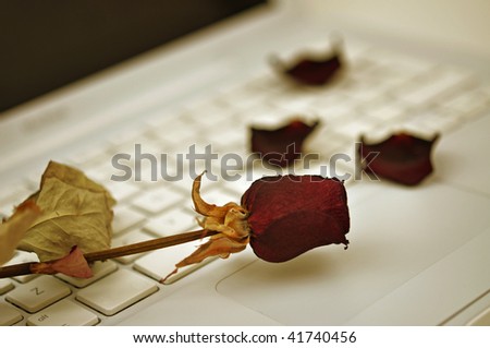 Dried red rose and petals on a white computer
