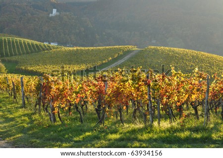Vineyards in autumn with the castle in the distance. Skalce, Slovenia