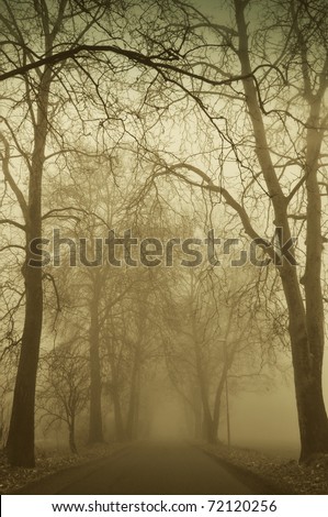 Tall trees in the foggy evening