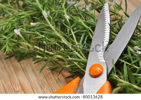 Fresh savory and gardening scissors