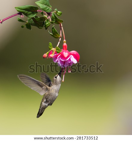Hummingbird, Bird, Flying, Mid-Air, Zero Gravity, Hovering, Animals Feeding