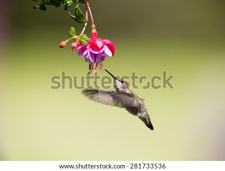 Hummingbird, Bird, Flying, Mid-Air, Zero Gravity, Hovering, Animals Feeding