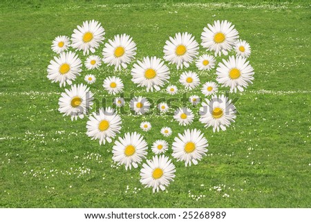 Daisies+background