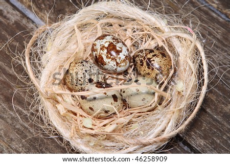 Five quail eggs in Easter nest.