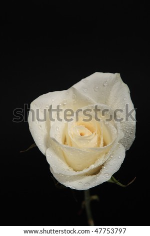 white rose wallpaper. derrick rose wallpaper lack