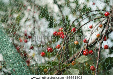 Cherry growing in protective net from birds.