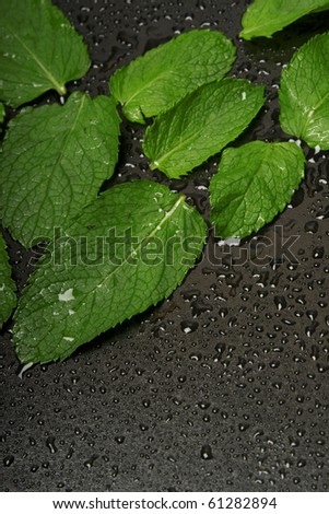 Fresh peppermint leaves with water drops.