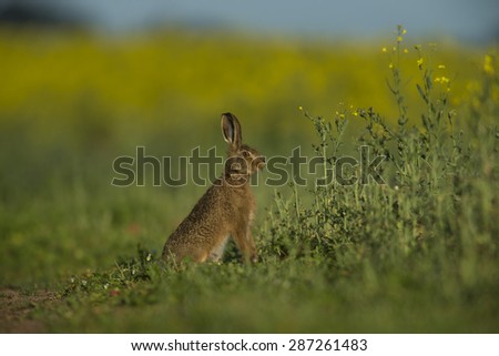 Young hare beside oil seed rape crop on a sunny morning in late spring