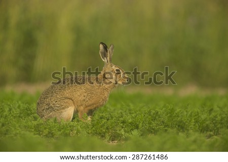 Lepus europaeus, European brown hare in crop field
