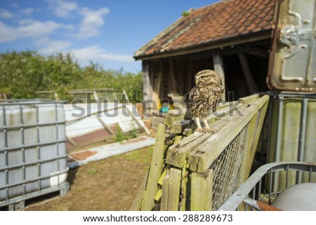 Little owl on fence posts near to old buildings
