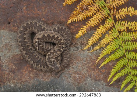 Adder laying on old rusty tin sheet to warm up