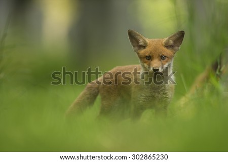 Red fox cub - Vulpes vulpes