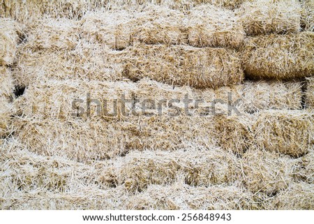 Stack of dry rice straw, rural scene.